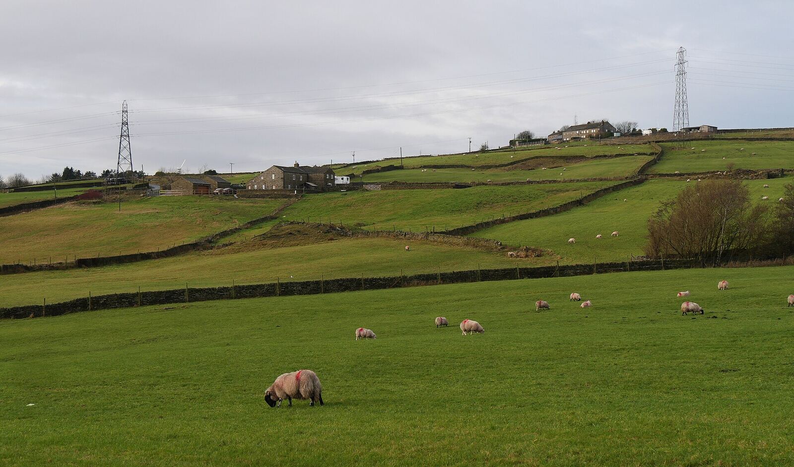 Sheep grazing on the hilltop fields above Queensbury, with pylons on the skyline